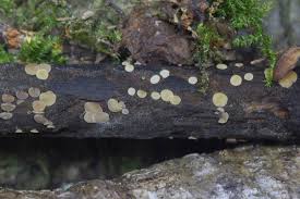 Attēlu rezultāti vaicājumam “Hymenoscyphus sp.”