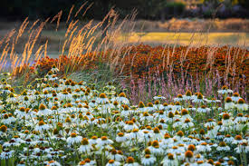 Attēlu rezultāti vaicājumam “Calamagrostis purpurea flower”