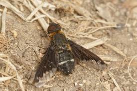 Attēlu rezultāti vaicājumam “Hemipenthes morio”