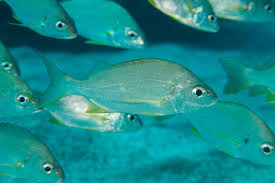 Image result for Pomadasys incisus