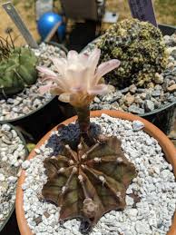 Image result for Gymnocalycium