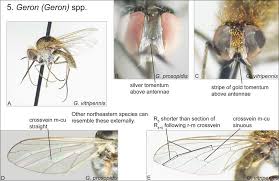 Attēlu rezultāti vaicājumam “Bombyliidae”