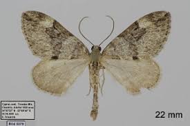 Attēlu rezultāti vaicājumam “Thera variata”