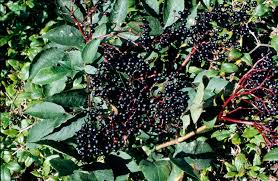 Attēlu rezultāti vaicājumam “Sambucus nigra”