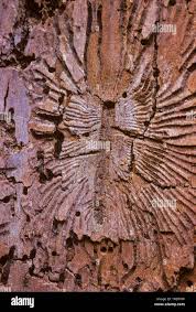 Attēlu rezultāti vaicājumam “Scolytus scolytus, Scolytus multistriatus”