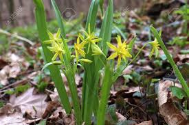 Attēlu rezultāti vaicājumam “Gagea lutea leaf”