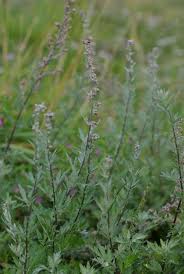 Image result for Artemisia vulgaris