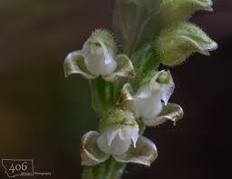 Attēlu rezultāti vaicājumam “Goodyera repens bud”