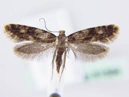 Attēlu rezultāti vaicājumam “Nemapogon cloacella”