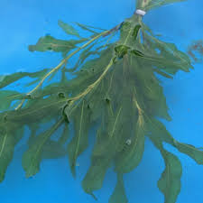 Attēlu rezultāti vaicājumam “Potamogeton lucens leaf”