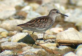 Image result for Calidris subminuta