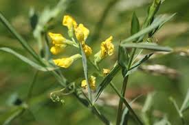 Attēlu rezultāti vaicājumam “Lathyrus pratensis flower”