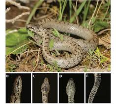 Attēlu rezultāti vaicājumam “Coronella austriaca adult”