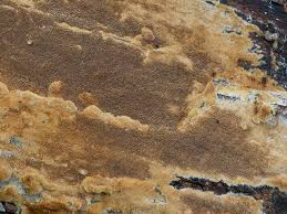 Attēlu rezultāti vaicājumam “Phellinus ferruginosus”