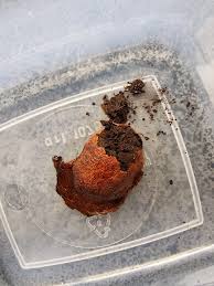 Attēlu rezultāti vaicājumam “Reticularia lobata young”