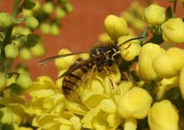 Attēlu rezultāti vaicājumam “Podophyllum hexandrum fruit”