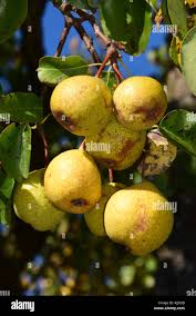 Attēlu rezultāti vaicājumam “Pyrus pyraster fruit”