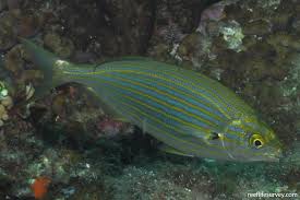 Image result for Sarpa salpa