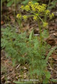 Attēlu rezultāti vaicājumam “Diderma rufostriatum sessile”