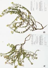 Image result for Alyssum diffusum