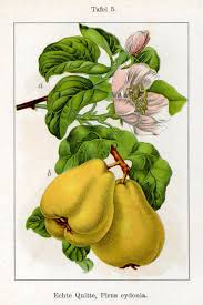 Attēlu rezultāti vaicājumam “Cydonia oblonga”