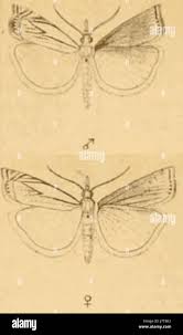 Attēlu rezultāti vaicājumam “Crambus heringiellus”