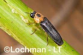 Attēlu rezultāti vaicājumam “Lampyridae”