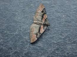 Attēlu rezultāti vaicājumam “Catarhoe rubidata”