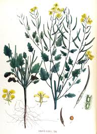 Attēlu rezultāti vaicājumam “Sinapis alba fruit”