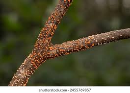 Attēlu rezultāti vaicājumam “Nectria cinnabarina”