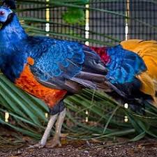 Attēlu rezultāti vaicājumam “Galliformes”