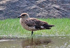 Image result for Stercorarius skua