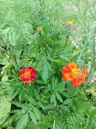 Attēlu rezultāti vaicājumam “Tagetes leaf”