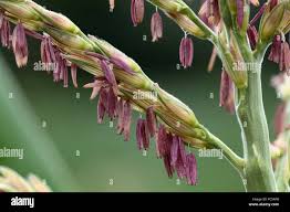 Attēlu rezultāti vaicājumam “Zea mays male flower”