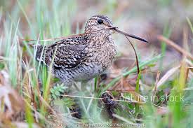 Image result for Gallinago media