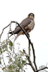 Attēlu rezultāti vaicājumam “Falco subbuteo”