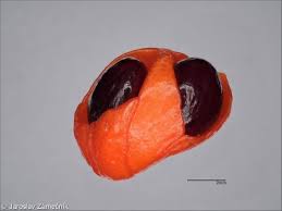 Attēlu rezultāti vaicājumam “Euonymus verrucosus fruit”