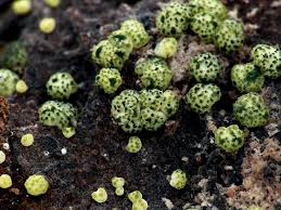 Attēlu rezultāti vaicājumam “Hypocrea gelatinosa”