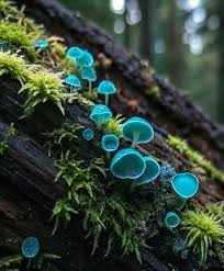 Attēlu rezultāti vaicājumam “Chlorociboria aeruginascens”