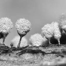 Attēlu rezultāti vaicājumam “Hemitrichia calyculata spores”