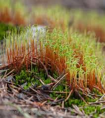 Attēlu rezultāti vaicājumam “Pohlia nutans sporophyte”