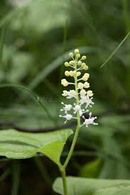 Attēlu rezultāti vaicājumam “Maianthemum bifolium”
