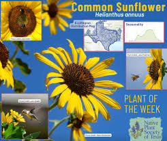 Image result for Helianthus annuus