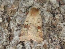 Attēlu rezultāti vaicājumam “Diarsia florida”