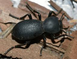 Attēlu rezultāti vaicājumam “Zopheridae”