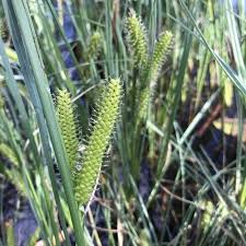 Attēlu rezultāti vaicājumam “Carex rostrata”
