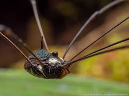 Attēlu rezultāti vaicājumam “Opiliones”