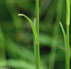 Attēlu rezultāti vaicājumam “Campanula persicifolia bud”