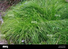 Attēlu rezultāti vaicājumam “Carex remota”