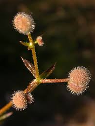 Attēlu rezultāti vaicājumam “Galium aparine fruit”